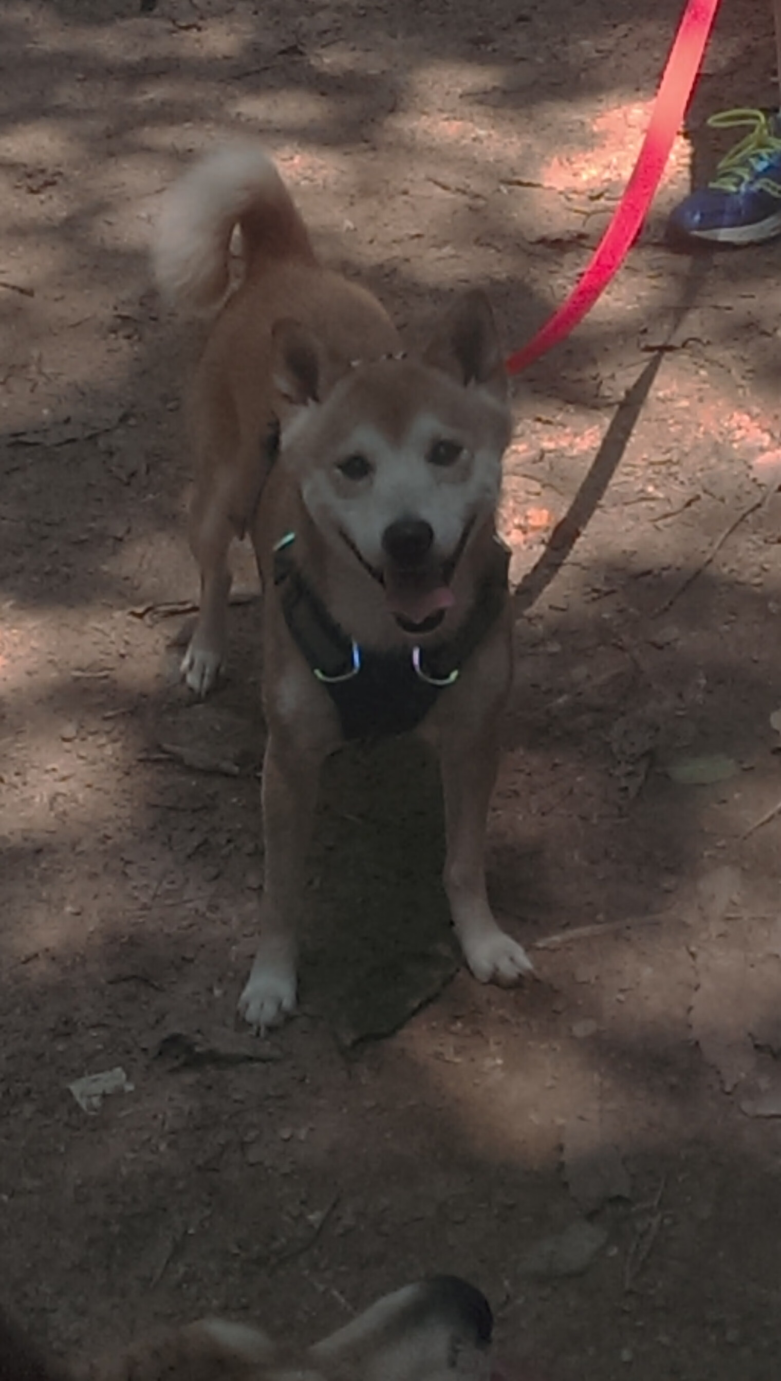 当非洲草原遇见文艺复兴，京多安在南非vs佛罗伦萨的哲学对决中定义伟大