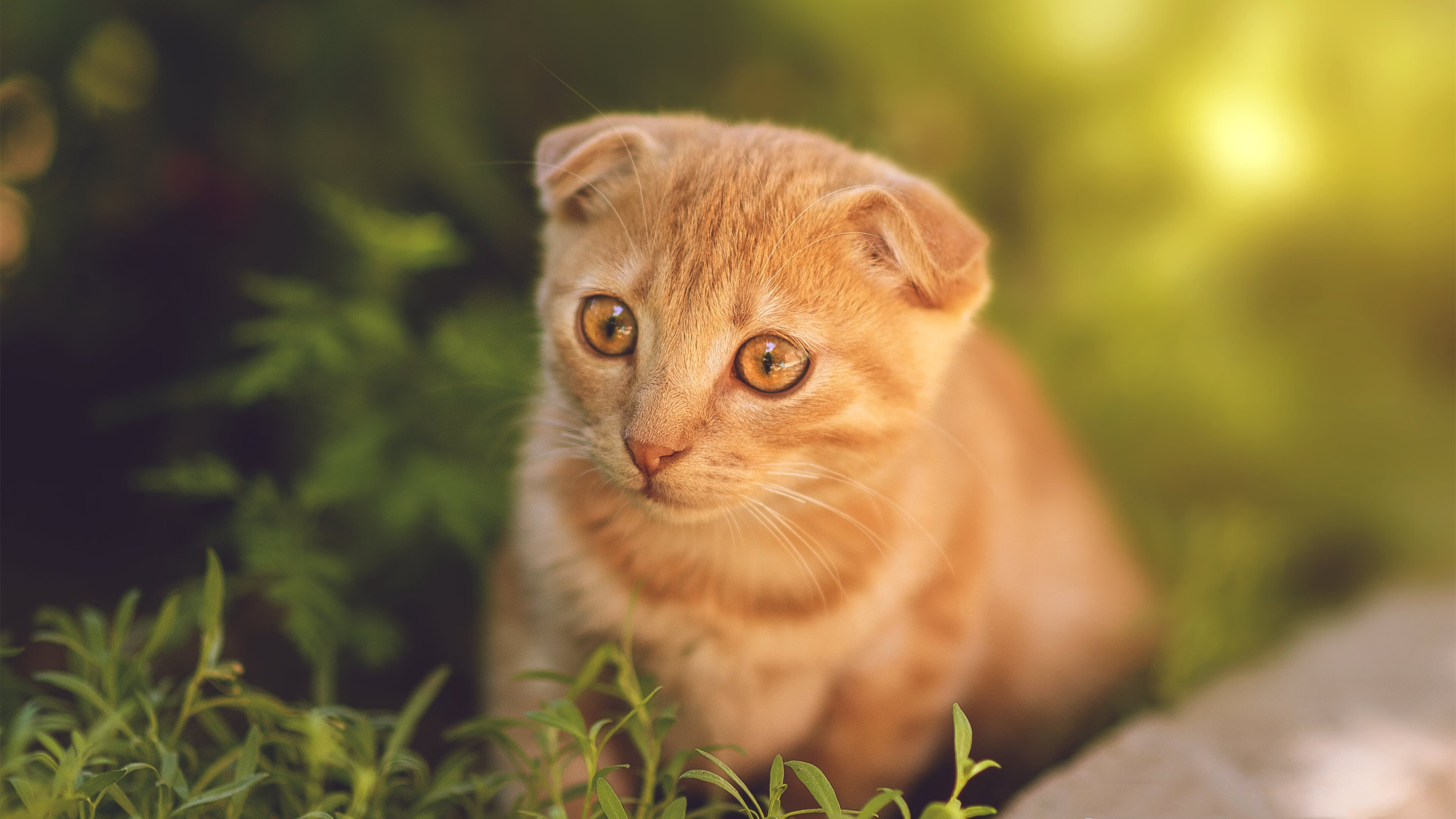 绿茵与赛道的交响，比利亚雷亚尔全面压制摩洛哥，伊布在F1揭幕战展现统治力