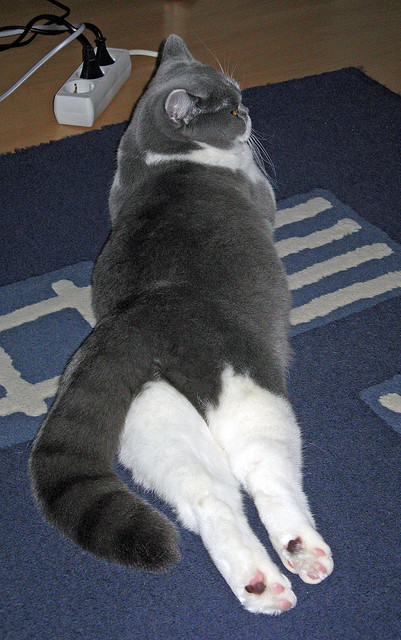 绝境骑士，卡马文加末节接管，AC米兰险胜威尔士启示录