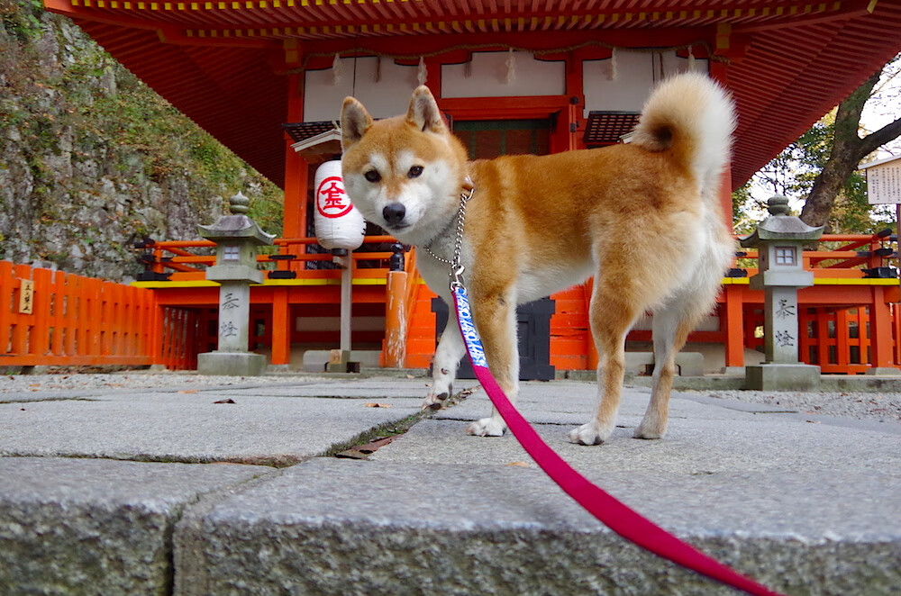 雷火电竞充值-满分保罗，2026世界杯之夜的永恒幻象