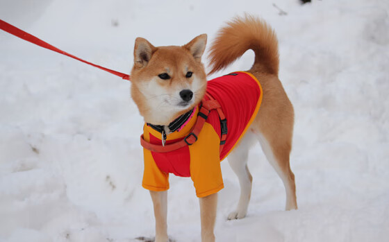 雷火电竞主播-平行世界的篮球对话，当库里的金州闪电劈开绿军雷霆的钢铁苍穹