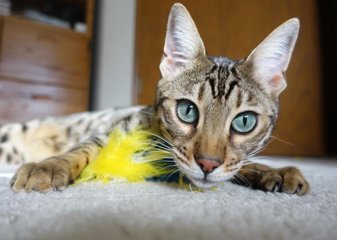 掘金对阵湖人，东契奇存在感拉满的虚实之间