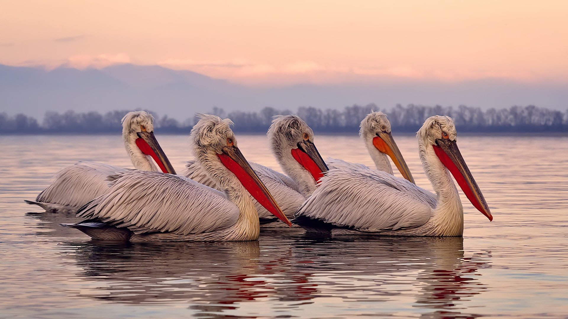跨界征服，萨卡的精准拳击与塞内加尔的团队冲锋