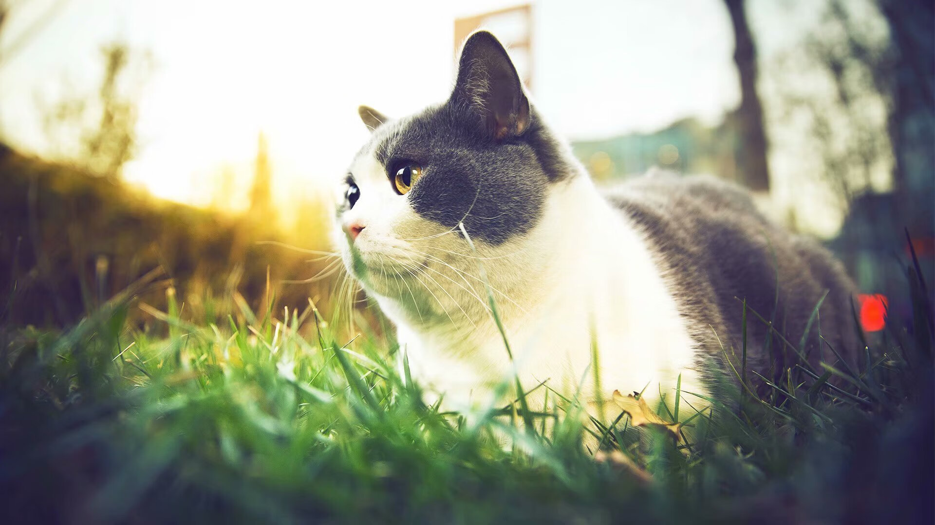 压哨绝杀与球星接管，足球之夜的两种英雄剧本