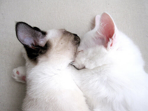 缔造传奇，开拓者惊天逆转终结猛龙卫冕之路