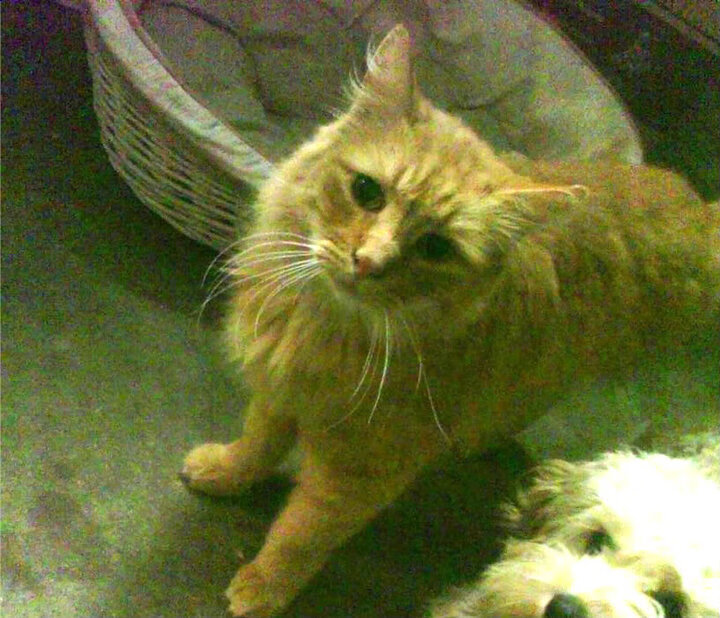 范弗利特的完美公式，当唯一性成为唯一答案